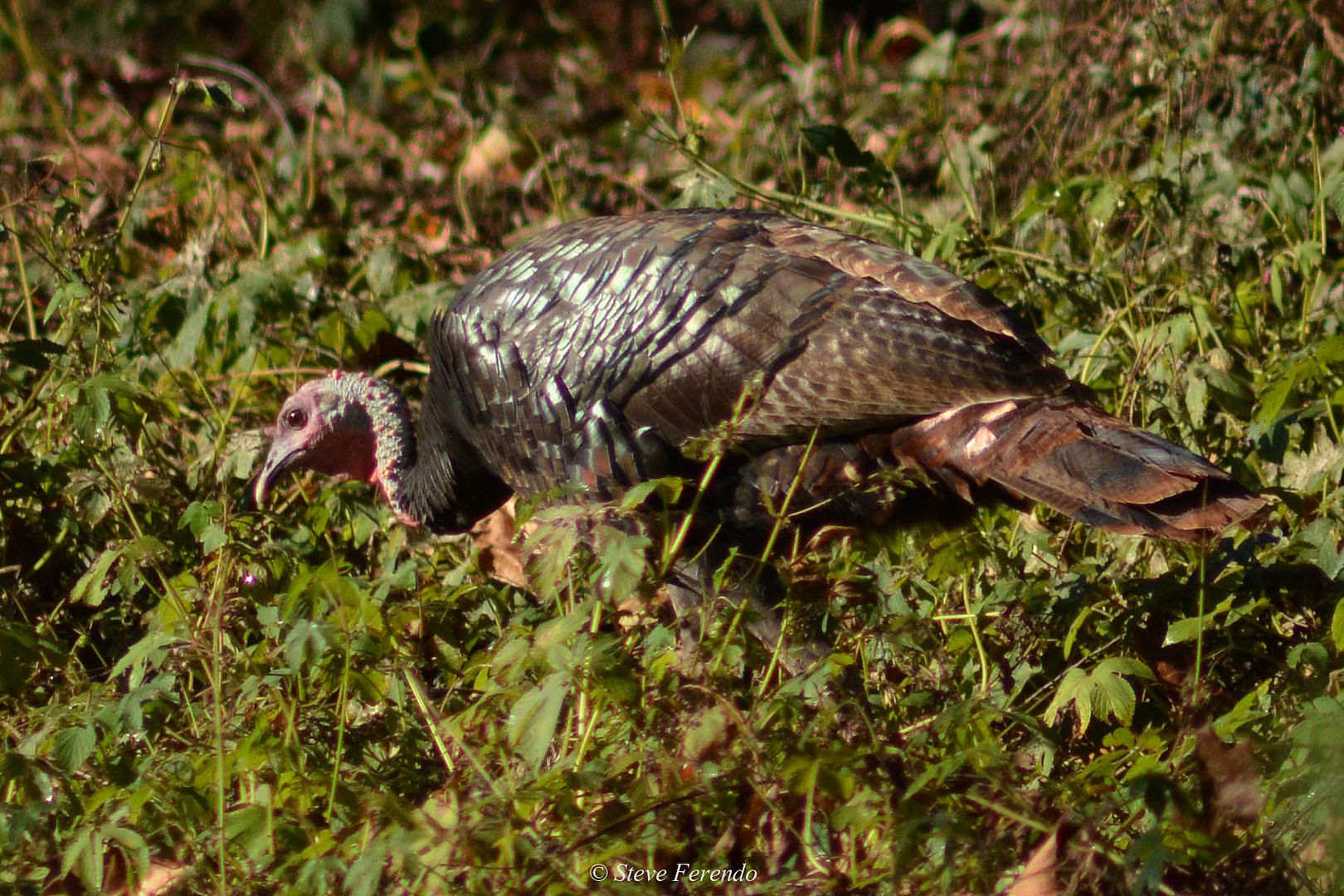 "Natural World" Through My Camera Not Neighborhood Turkeys